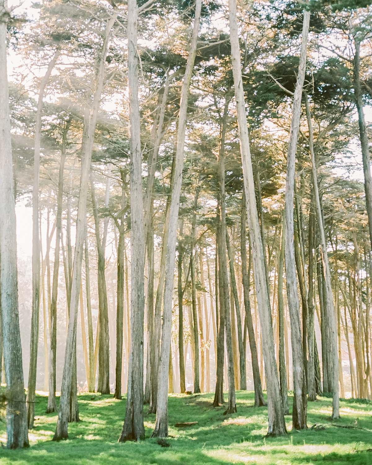 San Francisco Forests by Fine Art Photographer Lauren R Swann
