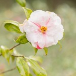 Magnolia Plantation, Charleston South Carolina | East Coast and Destination Wedding Photographer | Lauren R Swann