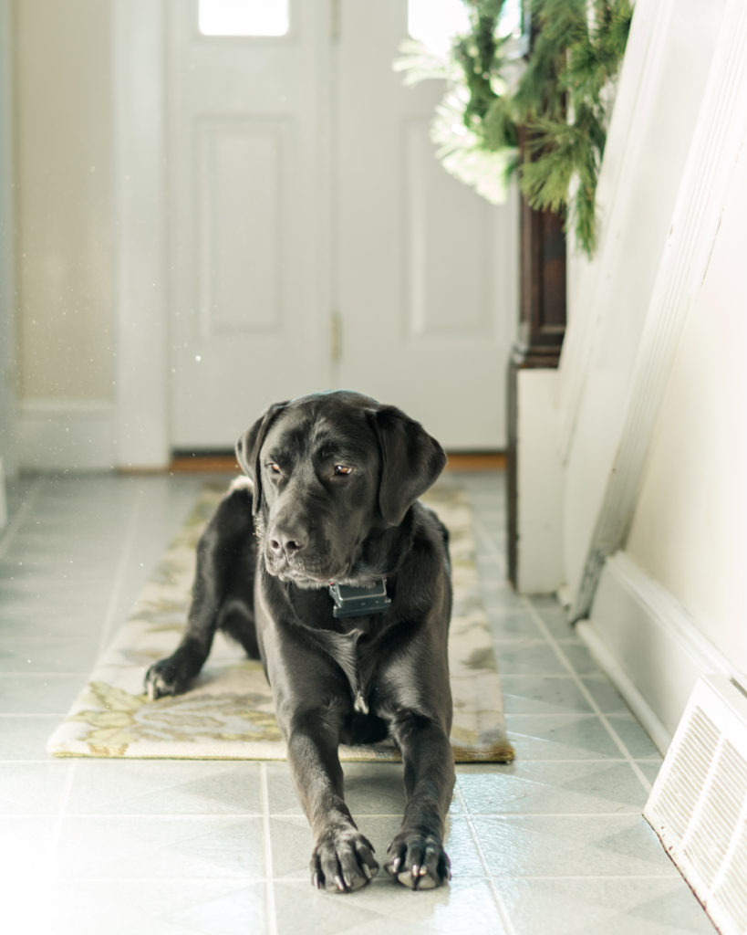Meet Mack the Mastador - the cutest dog!